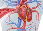 Glucosamine: ook cardiovasculaire bescherming
