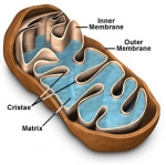 Mitochondriën en veroudering