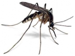 Waarom hebben sommigen meer muggenbeten?